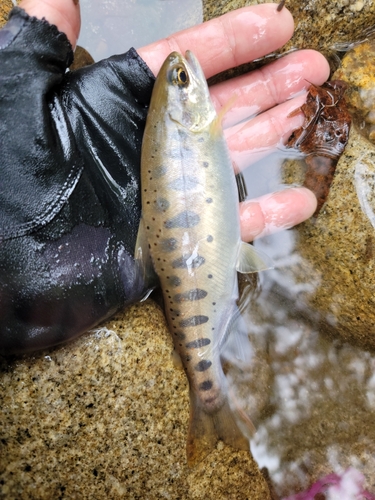 アマゴの釣果