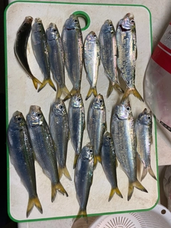サッパの釣果