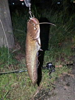 ナマズの釣果