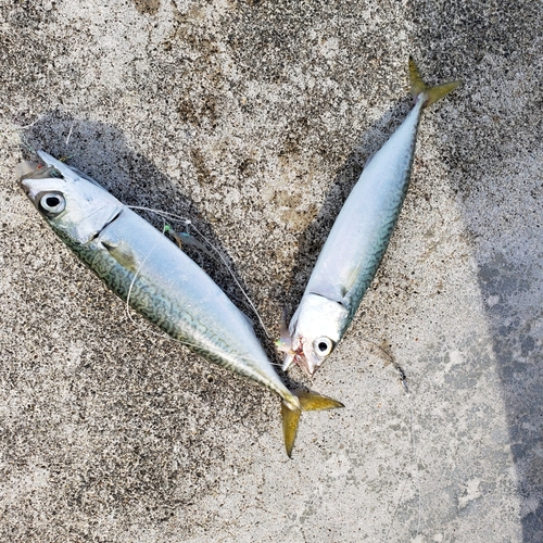 マサバの釣果