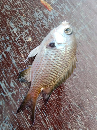 スズメダイの釣果