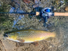 ブラウントラウトの釣果