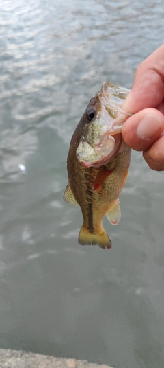 ラージマウスバスの釣果