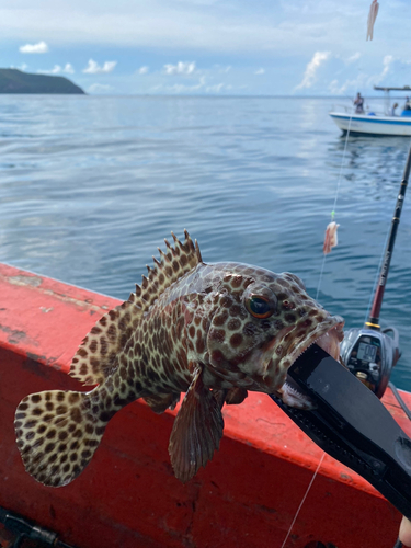 カンモンハタの釣果