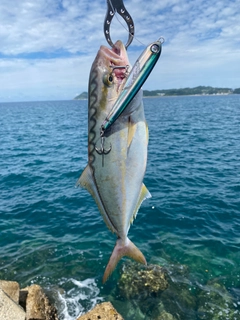 ネリゴの釣果