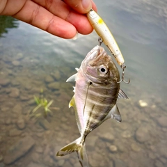 ギンガメアジの釣果