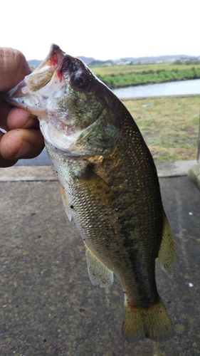 ラージマウスバスの釣果