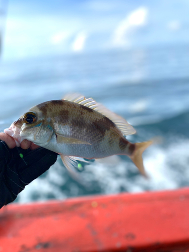 タマガシラの釣果