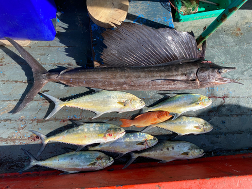 イケカツオの釣果