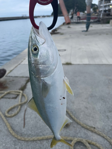 ワカシの釣果