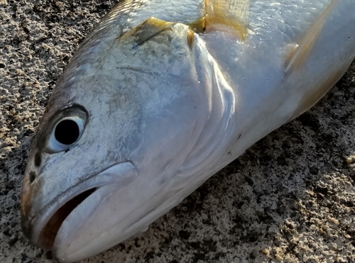 イシモチの釣果