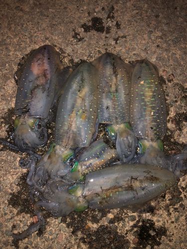 アオリイカの釣果