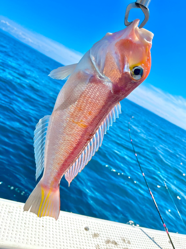 アマダイの釣果