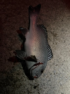 アジアコショウダイの釣果