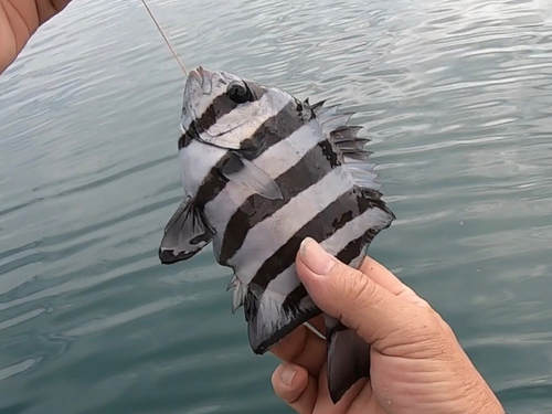 イシダイの釣果