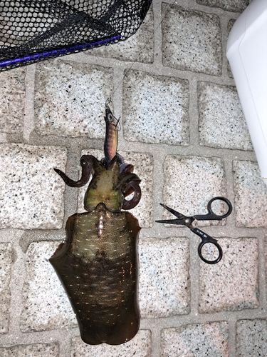 アオリイカの釣果