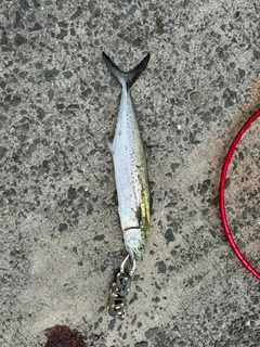 サゴシの釣果