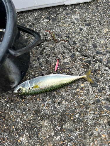 サバの釣果