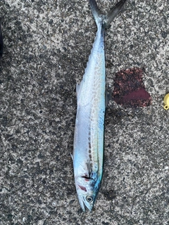 サゴシの釣果