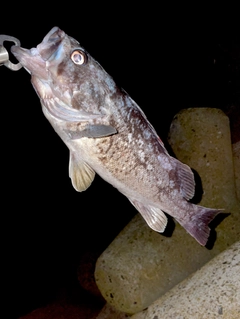 クロソイの釣果