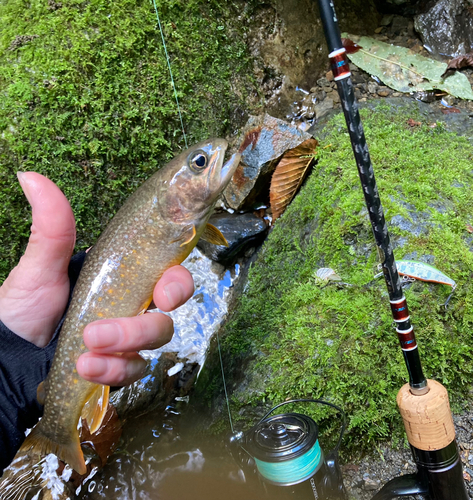 イワナの釣果