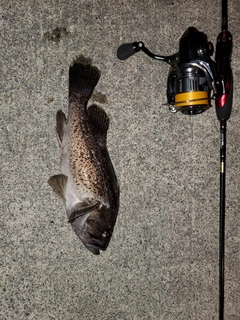 クロソイの釣果