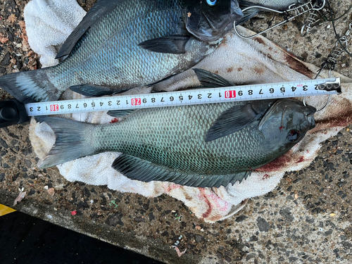 クチブトグレの釣果