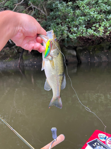 ラージマウスバスの釣果