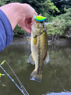 ラージマウスバスの釣果