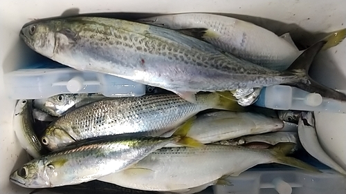 釣果