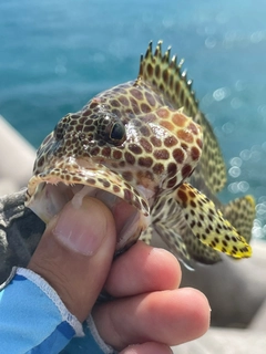 カンモンハタの釣果