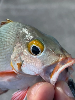 ヒメフエダイの釣果