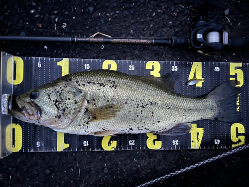 ブラックバスの釣果