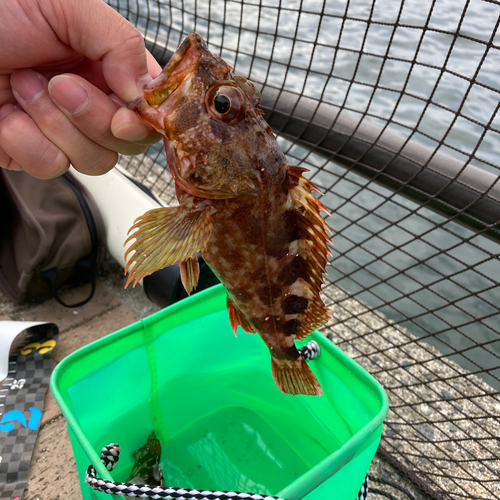 カサゴの釣果