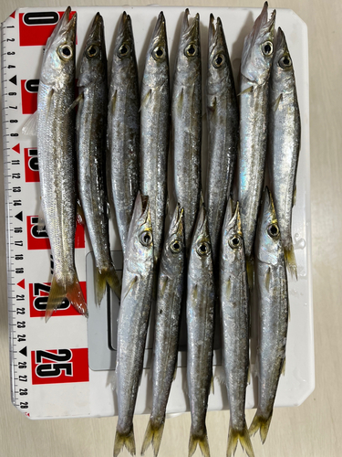 カマスの釣果