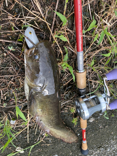 ナマズの釣果