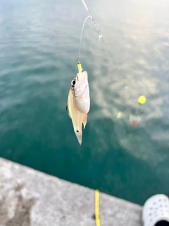 イシモチの釣果