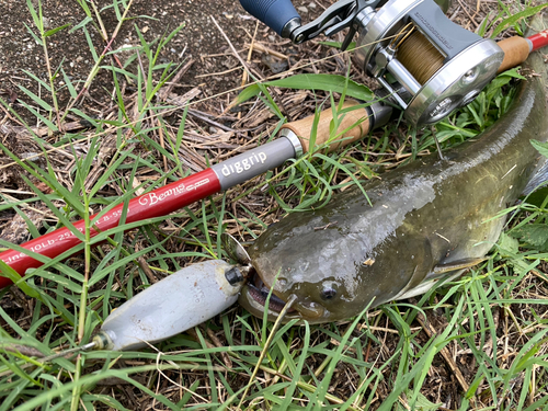 ナマズの釣果