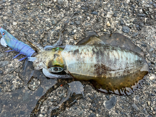 アオリイカの釣果