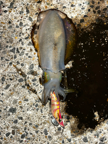 アオリイカの釣果