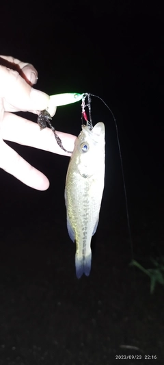 ブラックバスの釣果