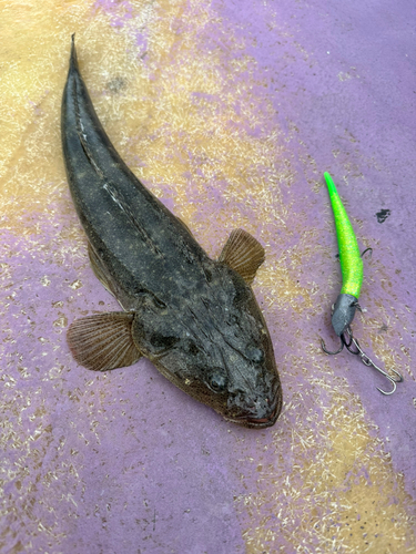 マゴチの釣果