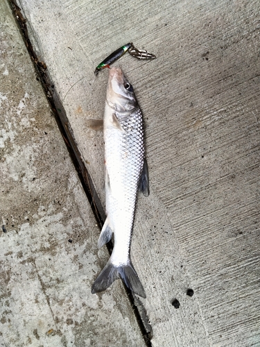 ニゴイの釣果