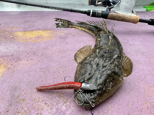 マゴチの釣果