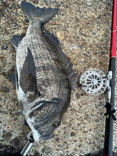 クロダイの釣果