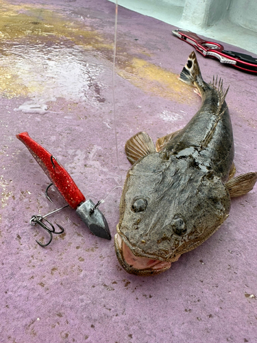 マゴチの釣果