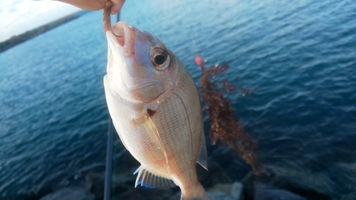 チャリコの釣果