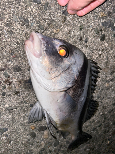 コショウダイの釣果