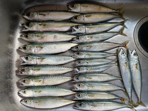 サバの釣果