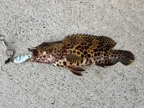 カンモンハタの釣果